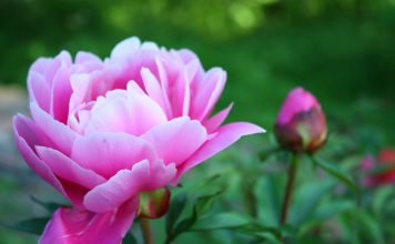 Peony HD Photos.