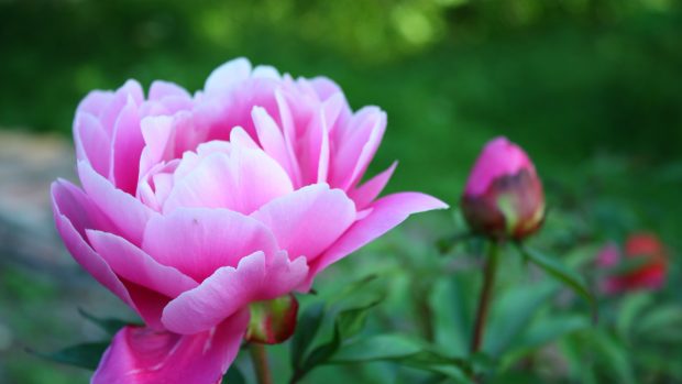 Peony HD Photos.