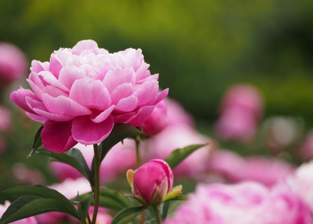 Peony HD Wallpaper.
