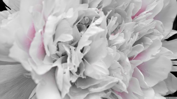 Peony Image Download Free.