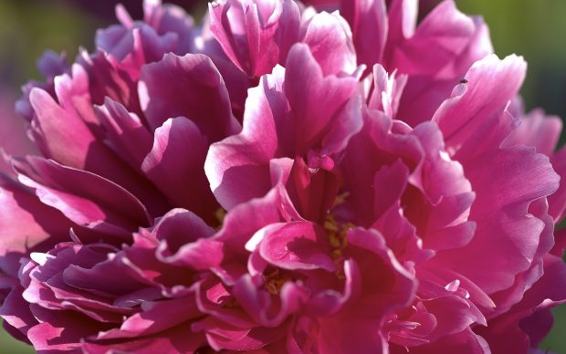 Peony Image Free Download.