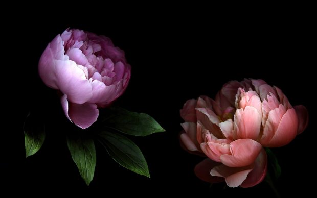 Peony Images HD.