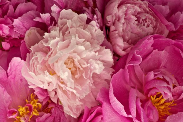 Peony Photo.