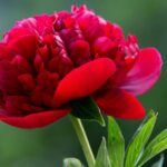 Peony Photos.