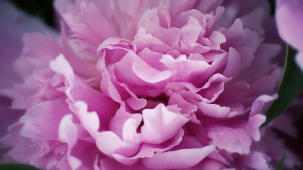 Peony Photos HD.