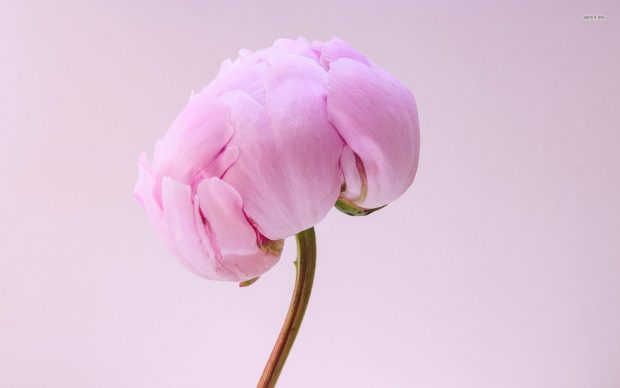 Peony Picture.