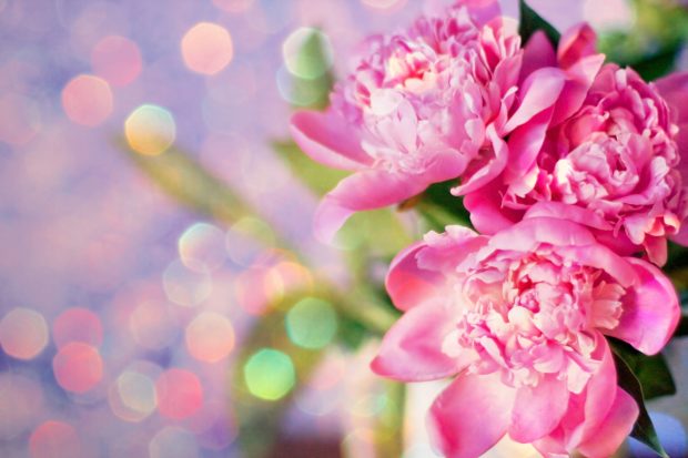 Peony Picture Download Free.