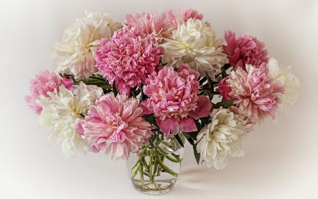 Peony Picture Free Download.