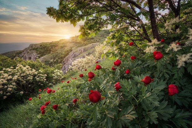 Peony Picture HD.