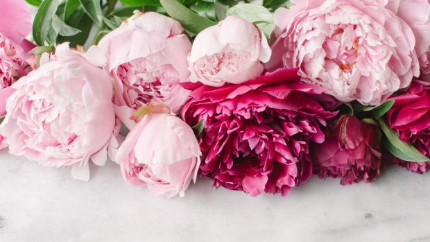 Peony Wallpaper.