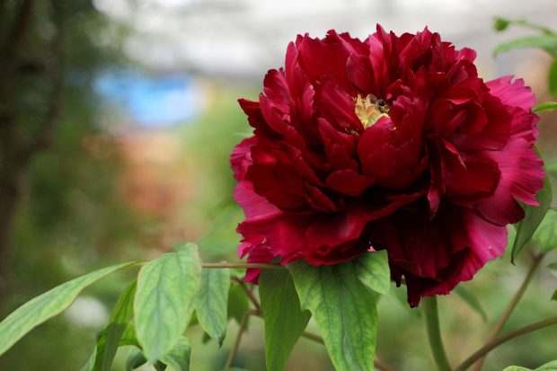 Peony Wallpaper Free Download.