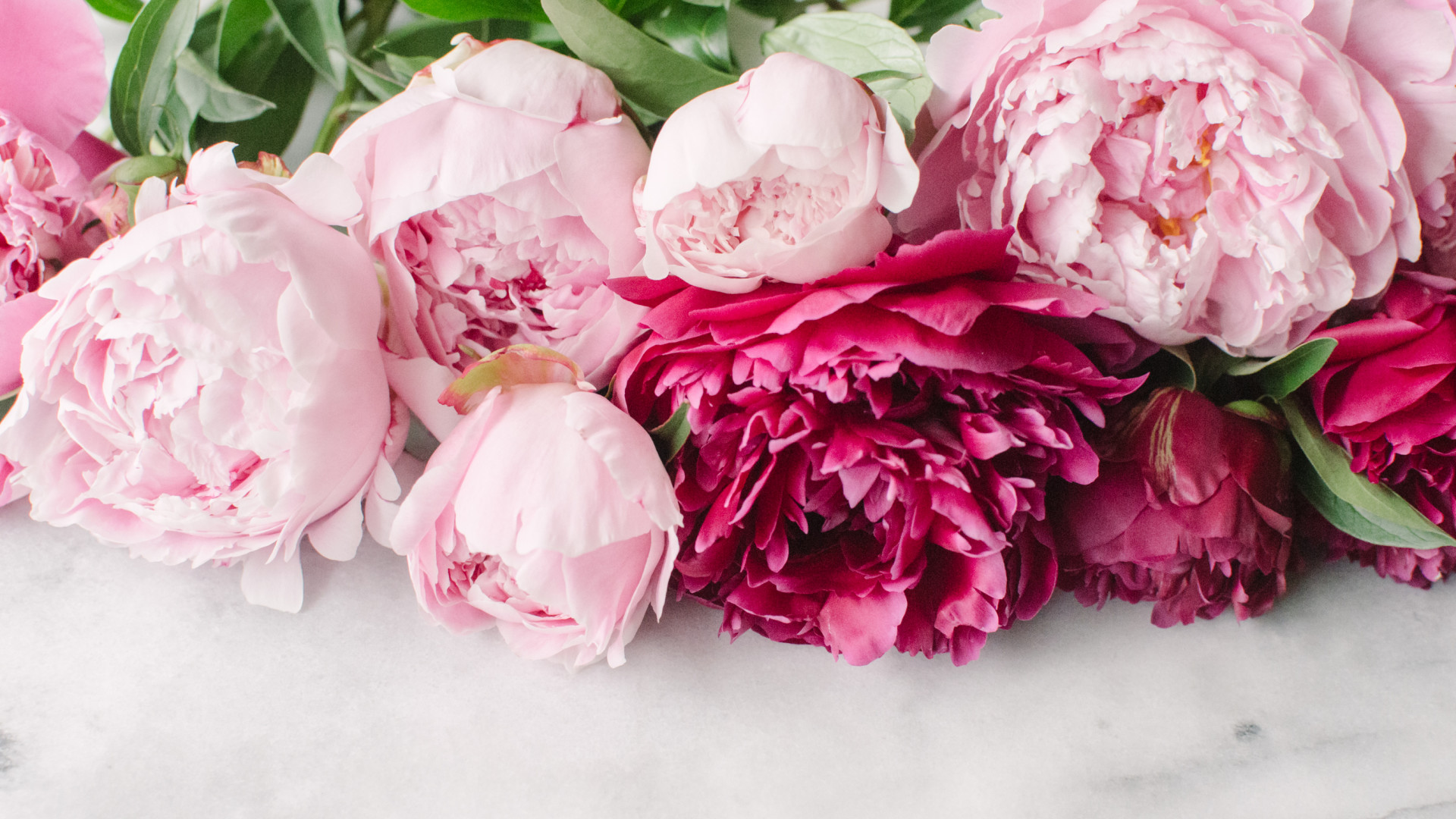 Peony Wallpapers Free Download