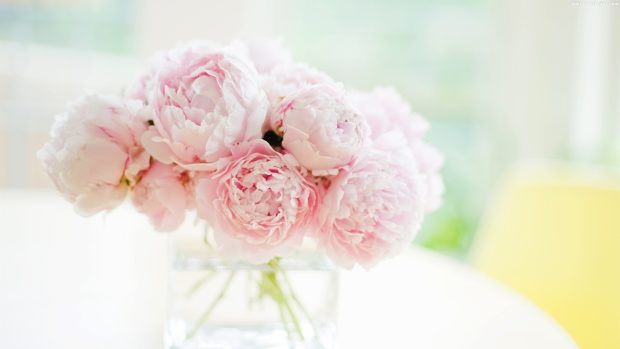 Peony Wallpapers.