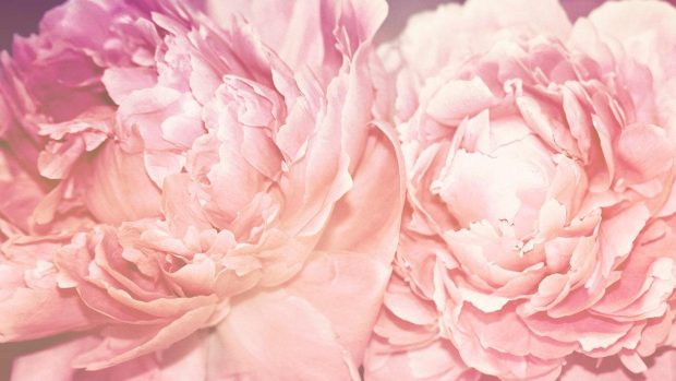 Peony Wallpapers HD.