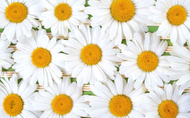 Photo Daisy Wallpaper High Quality.