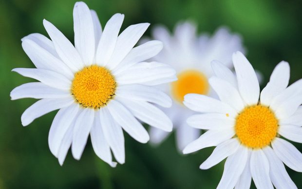 Photos Desktop Daisy HD Wallpapers.