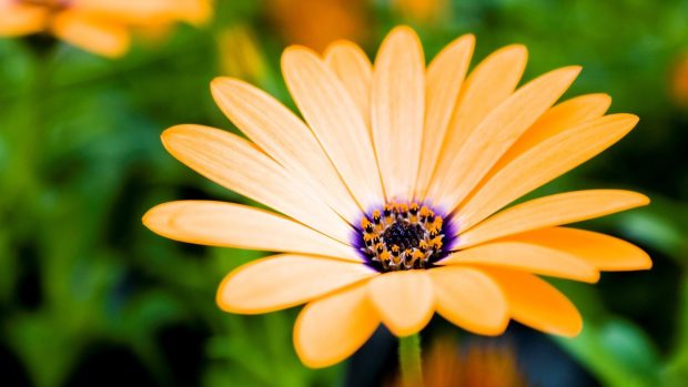 Photos Download Daisy Wallpapers HD.