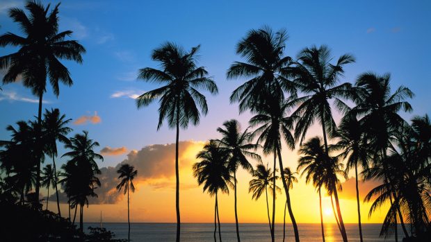 Photos Download Palm Tree Backgrounds.