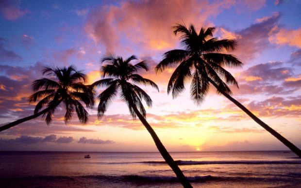 Photos Download Palm Tree Wallpaper HD.