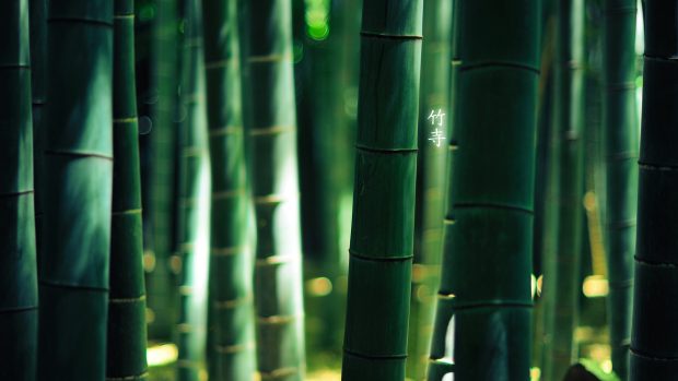 Photos HD Bamboo Wallpapers.