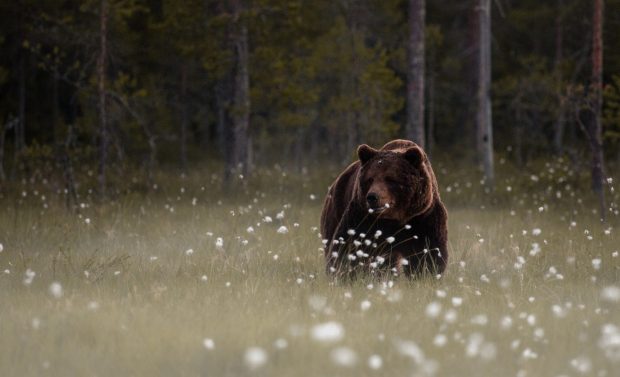 Photos HD Bear Wallpapers.