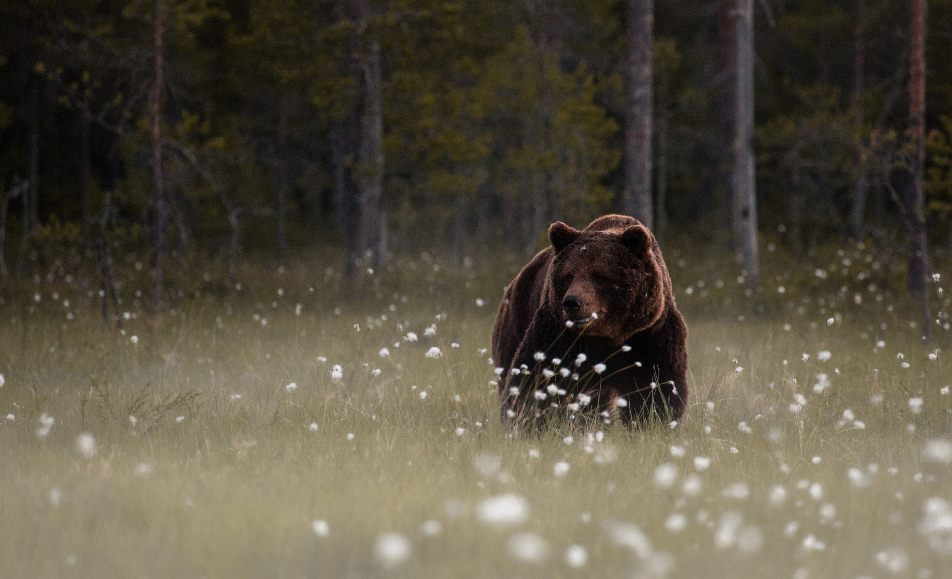 Free HD Bear Wallpapers | PixelsTalk.Net