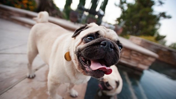 Photos Pug Backgrounds.