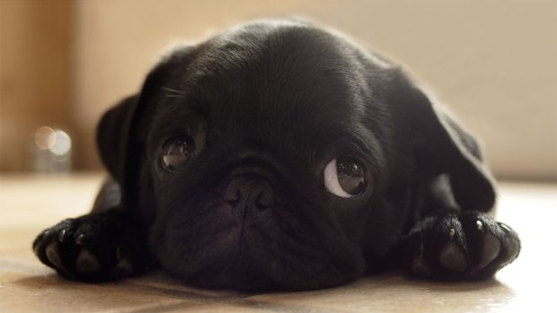 Photos Pug Wallpapers.