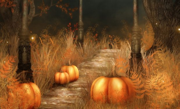 Photos Pumpkin Wallpapers HD.