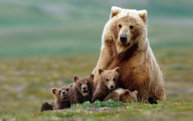 Grizzly bear sow with four cubs near Moraine Creek, Katmai Natio