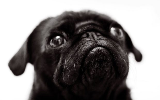 Pictures Cute Pug Backgrounds.