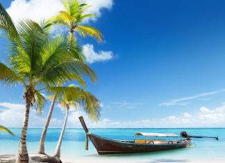 Pictures Download Beach Palm Tree Wallpapers.