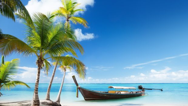 Pictures Download Beach Palm Tree Wallpapers.