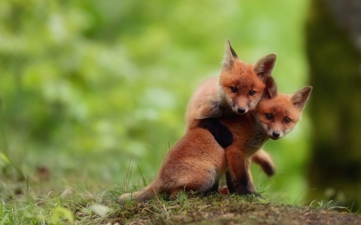 Fox Backgrounds - PixelsTalk