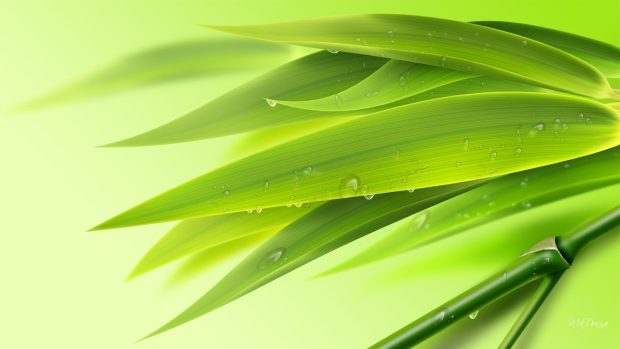 Pictures HD Bamboo Wallpapers.
