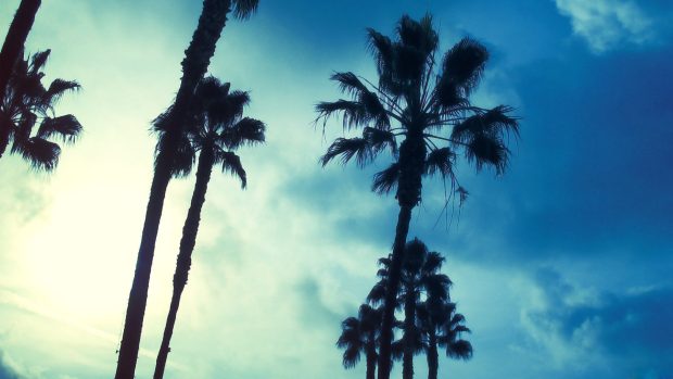 Pictures Palm Tree Wallpaper HD.