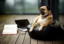 Pictures Pug Wallpapers HD.