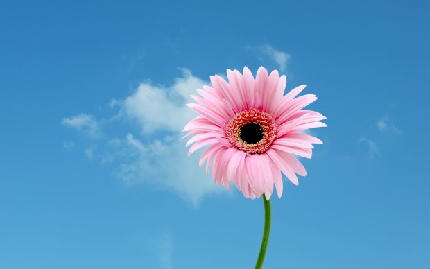 Pink Daisy Wallpapers.