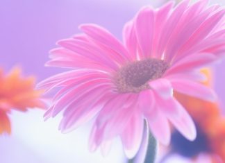 Pink Daisy Wallpapers HD.