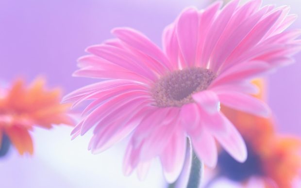 Pink Daisy Wallpapers HD.