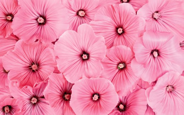 Pink Flower wallpaper hd.