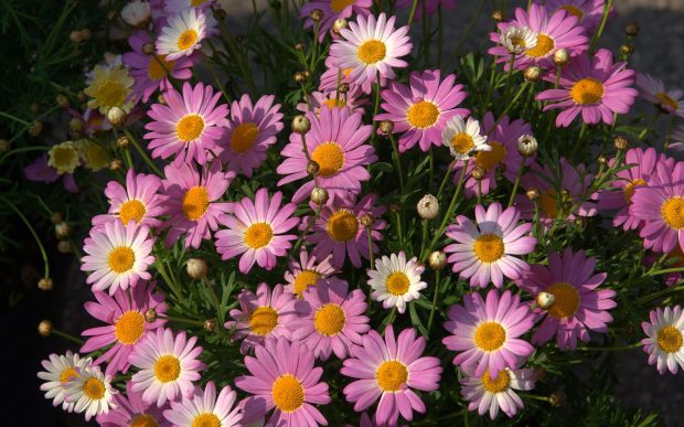 Pink HD Daisy Wallpapers.