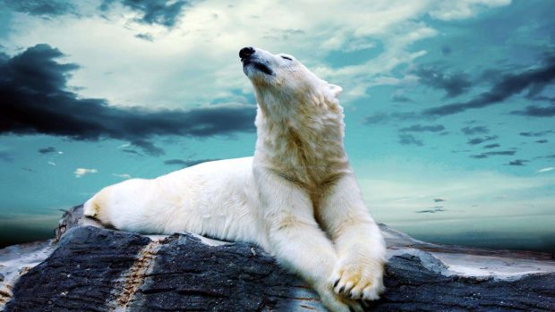 Polar Bear wallpaper download yoyo.