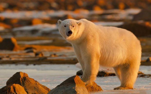 Polar Bear wallpaper hd download.