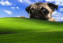Pug Desktop Backgrounds.