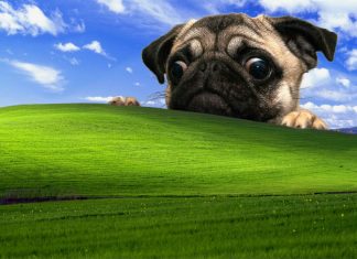 Pug Desktop Backgrounds.