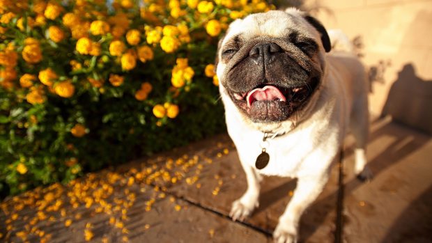 Pug Wallpapers HD.