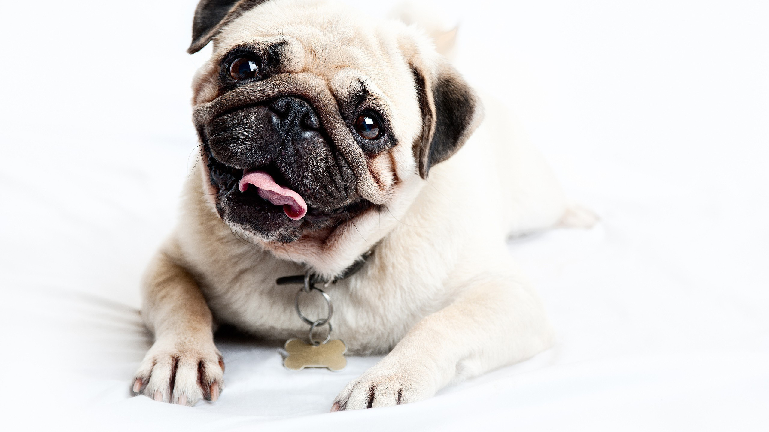 Pug Wallpapers HD | PixelsTalk.Net