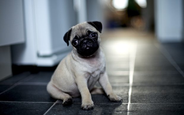 Pug Wallpapers HD sad face.