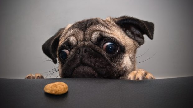 Pug Wallpapers looking food.